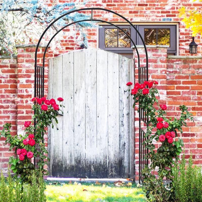 Elegant Climbing Rose Arch