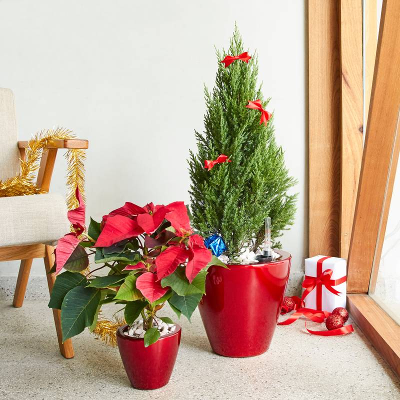 Self-Watering Planter Duo - Stylish Red Cone
