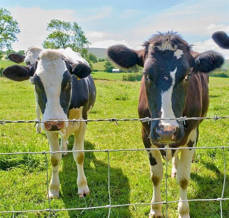 Durable Galvanized Livestock Fence – Protect Your Animals with Confidence!