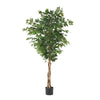 Stunning Ficus Tree for Any Space