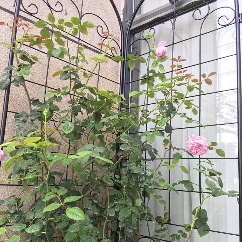 Stylish Rustproof Garden Trellis for Climbing Plants