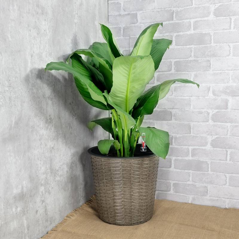 Dual Self-Watering Wicker Planters - Round Grey Decor