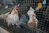 Galvanized Garden Wire Fencing Roll