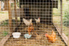 Galvanized Garden Wire Fencing Roll