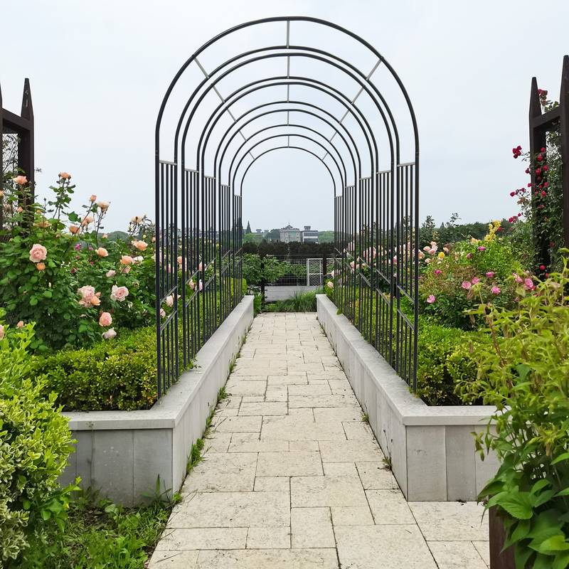 Elegant Climbing Rose Arch