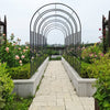 Elegant Climbing Rose Arch