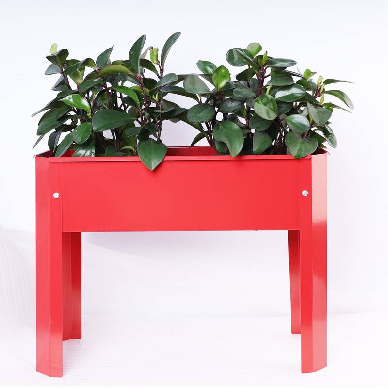 Elevate Your Garden Box