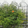 ClimbHigh: Rust-Free Plant Trellis Set