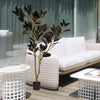 Chic Indoor Bonsai Plant Decor