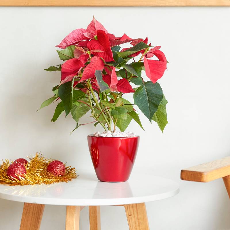 Self-Watering Planter Duo - Stylish Red Cone