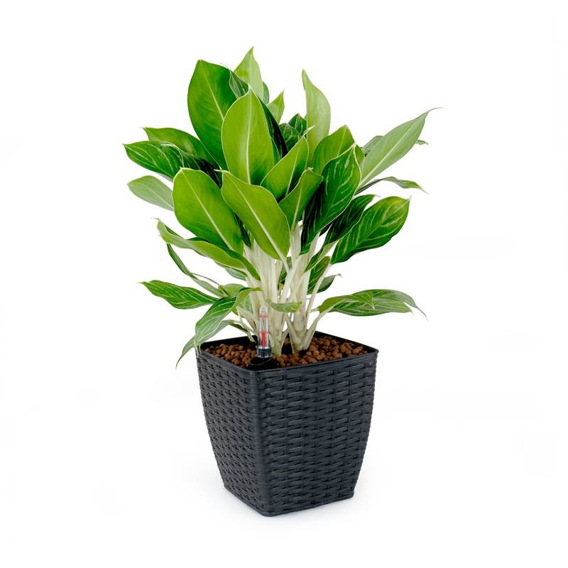 Eco-Woven Self-Watering Planters - Espresso Pair