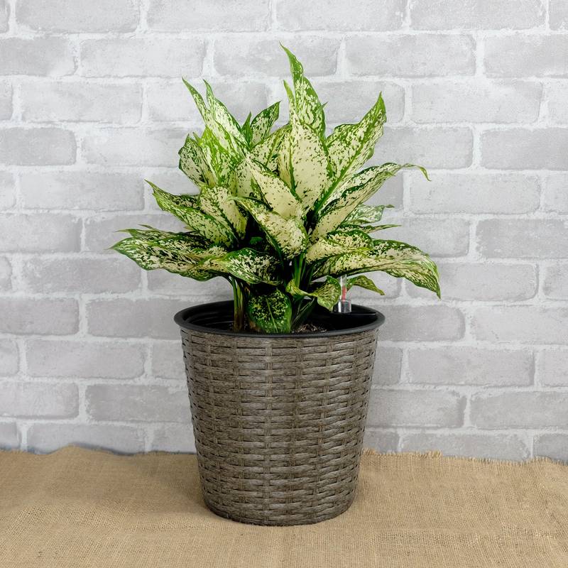Dual Self-Watering Wicker Planters - Round Grey Decor