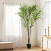 Vibrant Disc Leaf Tree