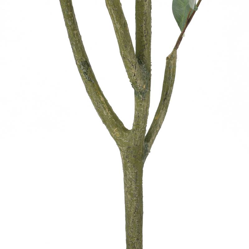 Lush Eucalyptus Bonsai Plant