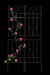 Rustproof Garden Trellis Duo for Climbing Plants