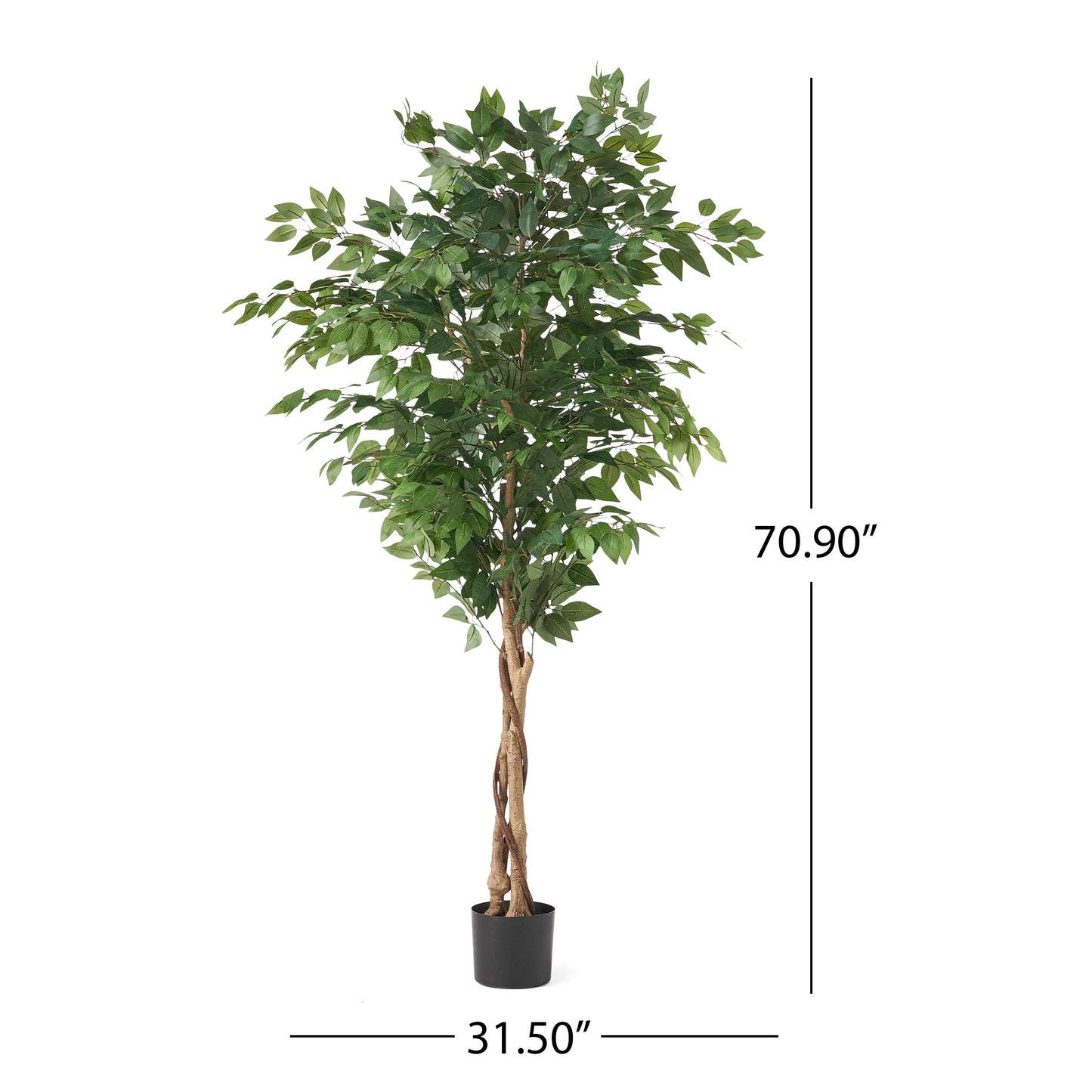 Stunning Ficus Tree for Any Space