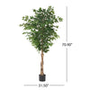 Stunning Ficus Tree for Any Space