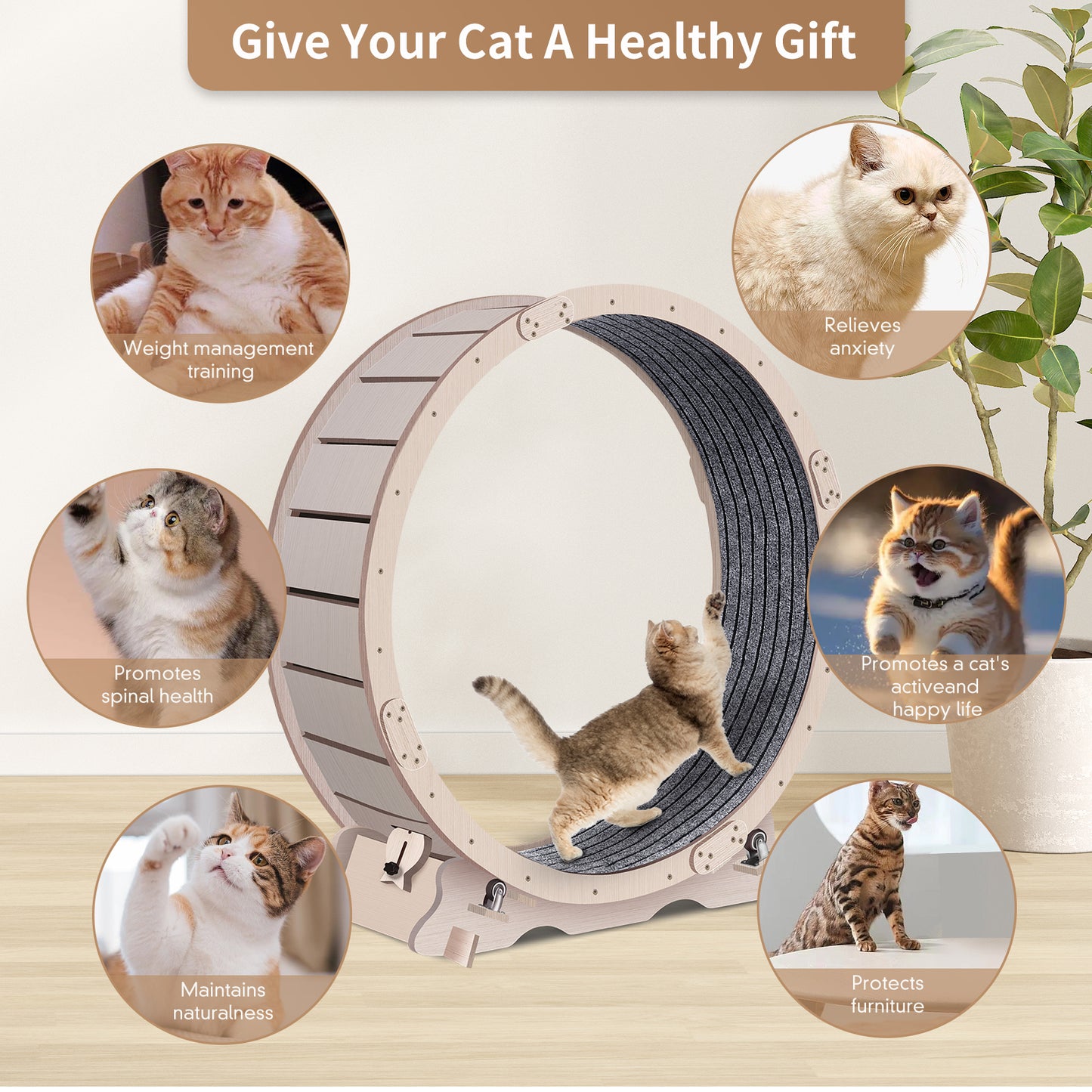 Purrfect Cat Fitness Wheel