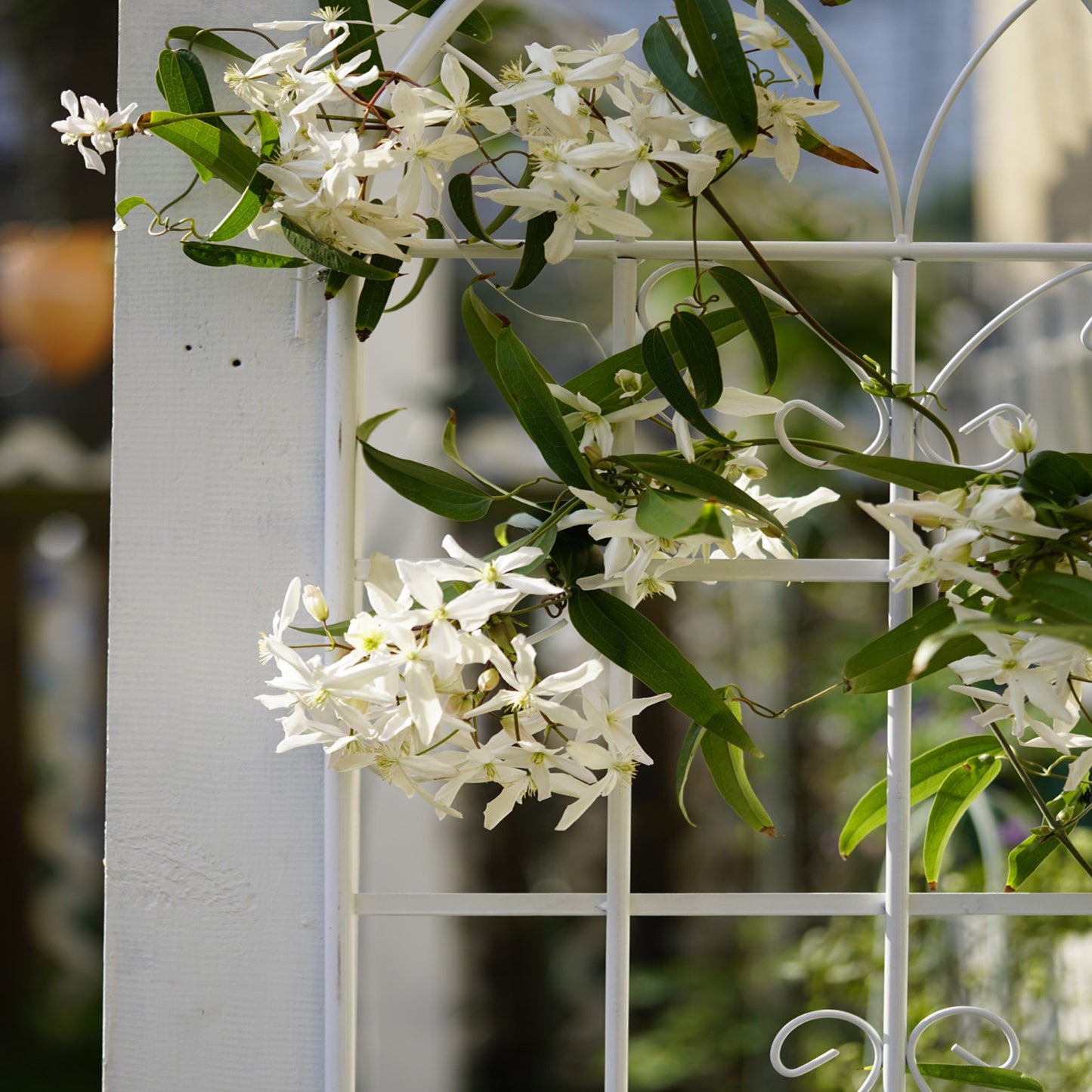 Charming Creamy Climbing Plant Trellis Set