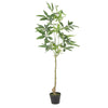 Stylish Faux Pachira Plant