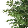 Stunning Ficus Tree for Any Space