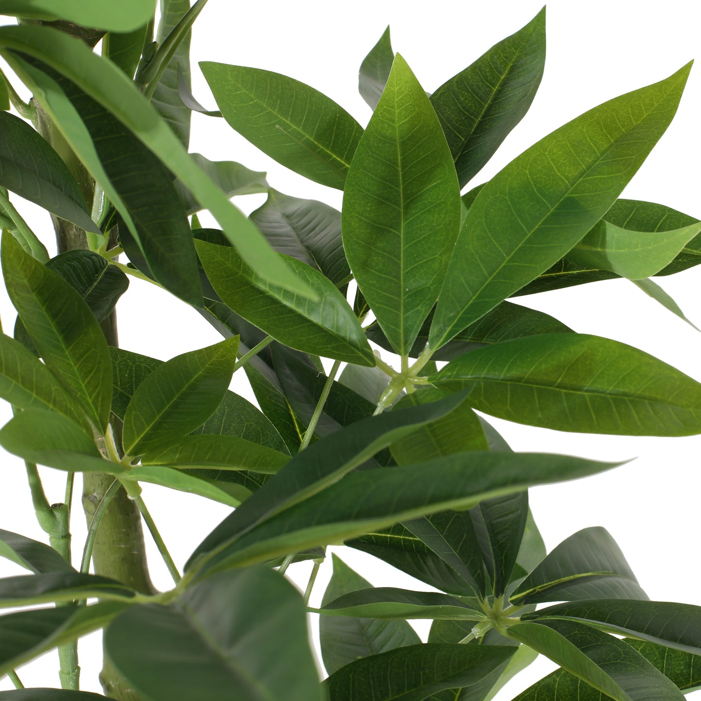 Lush Green Pachira Tree