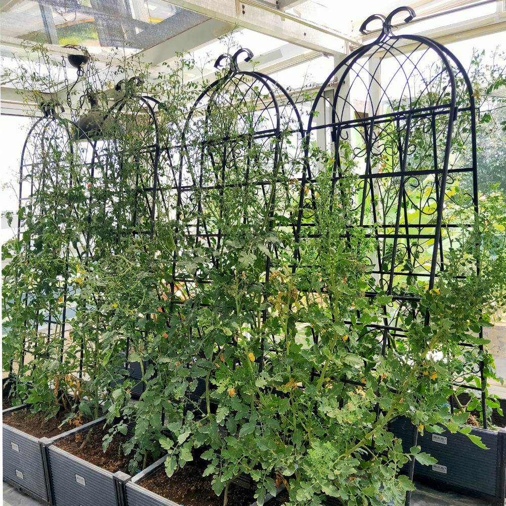 Climb & Shine Trellis Set