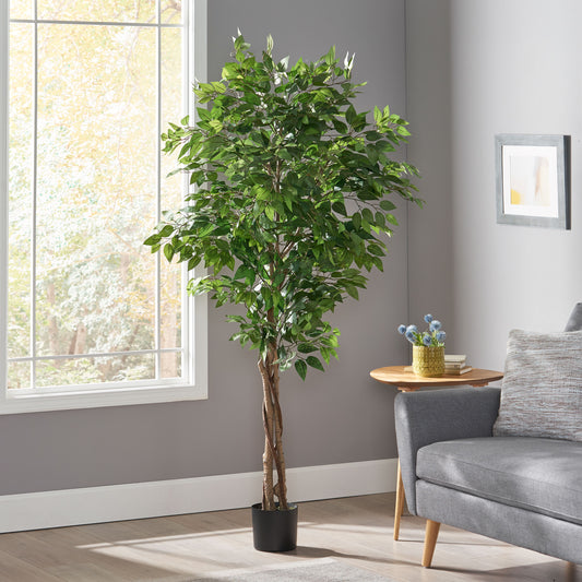 Stunning Ficus Tree for Any Space