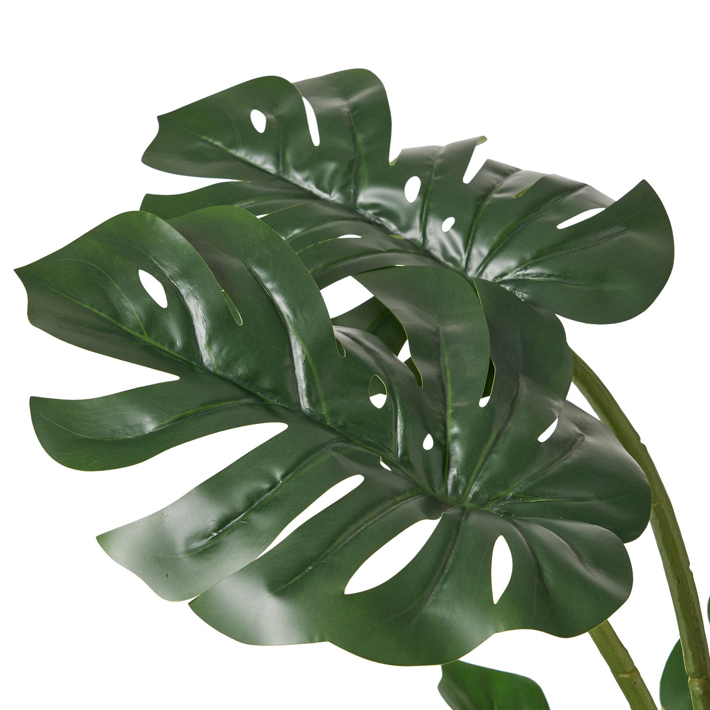 Vibrant Monstera Tree