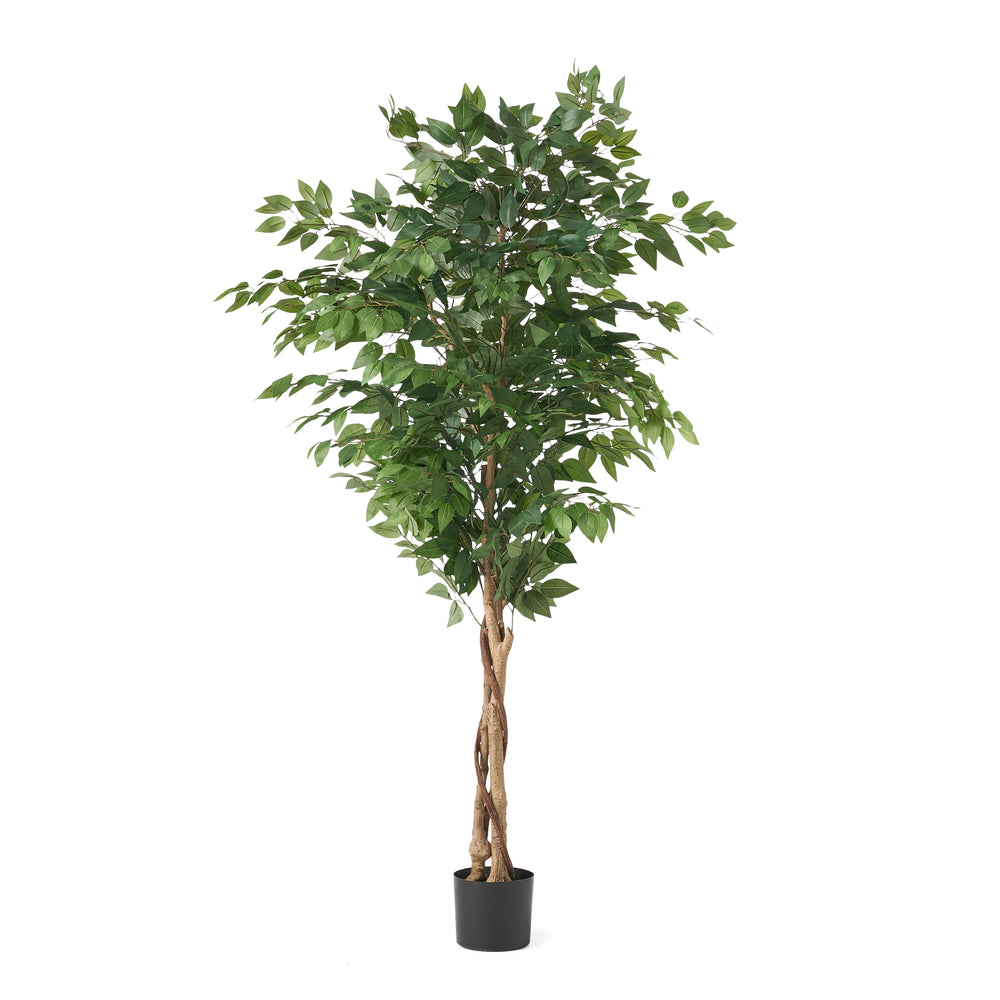 Stunning Ficus Tree for Any Space