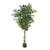 Stunning Ficus Tree for Any Space