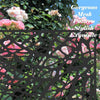 Versatile Privacy Screens for Indoor and Outdoor Spaces