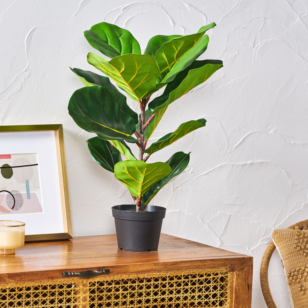 Lush Fiddle Leaf Fig Tree