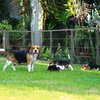 Ultimate Outdoor Dog Playpen with Doors