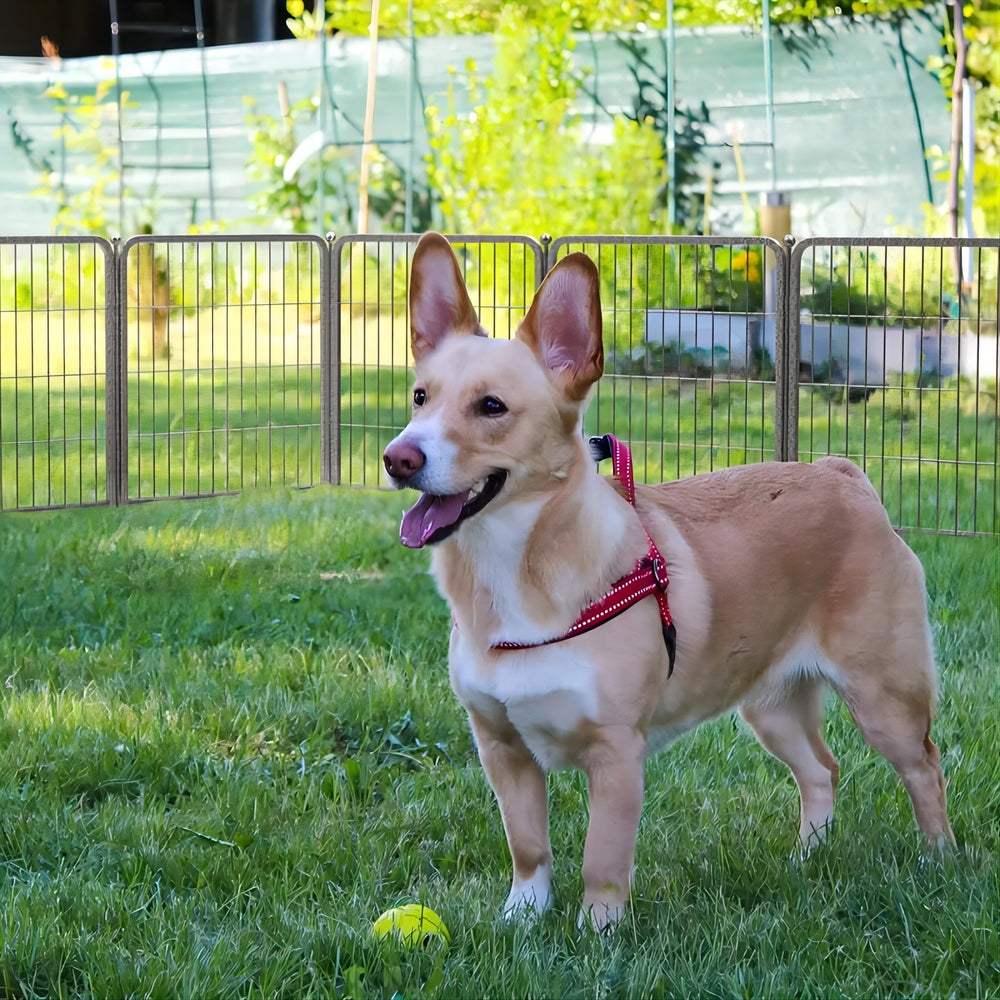 Ultimate Outdoor Dog Playpen with Doors