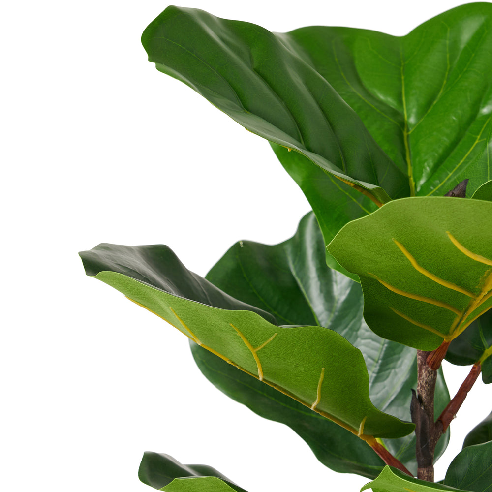 Lush Fiddle Leaf Fig Tree