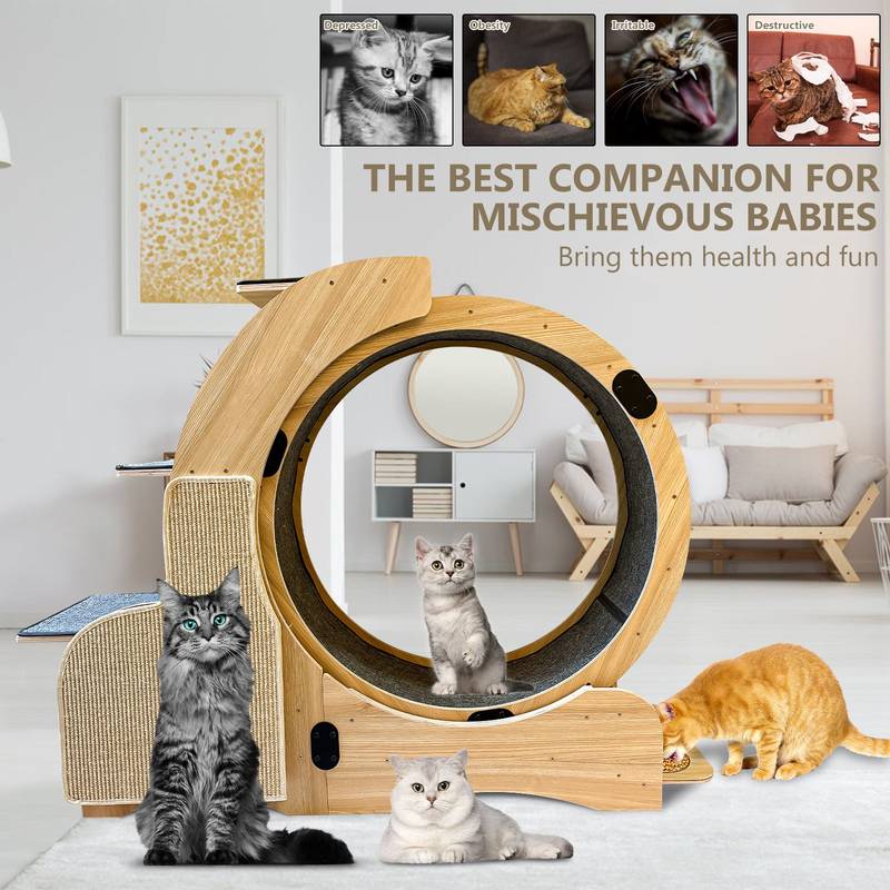 PurrfectPlay Activity Wheel for Cats