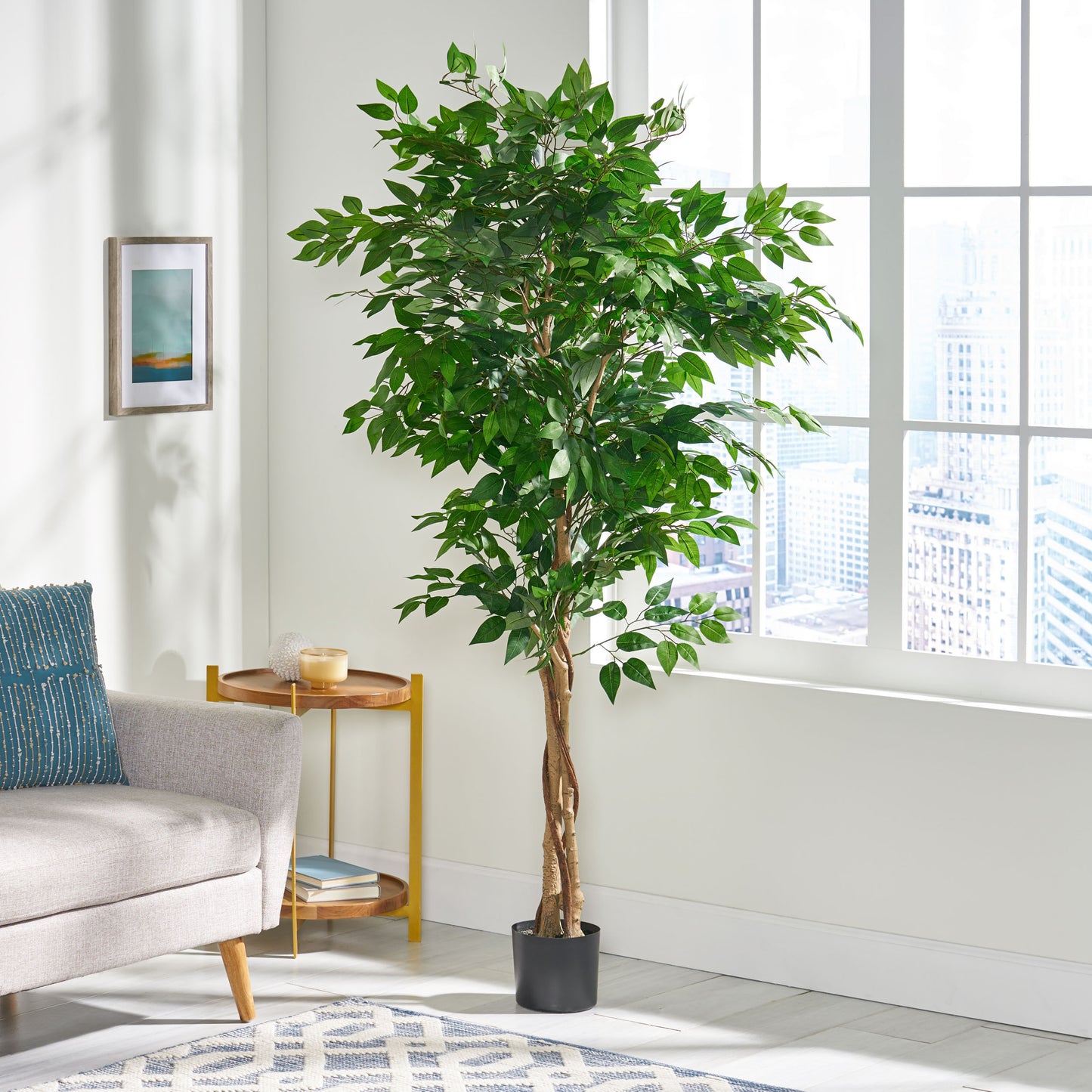 Stunning Ficus Tree for Any Space