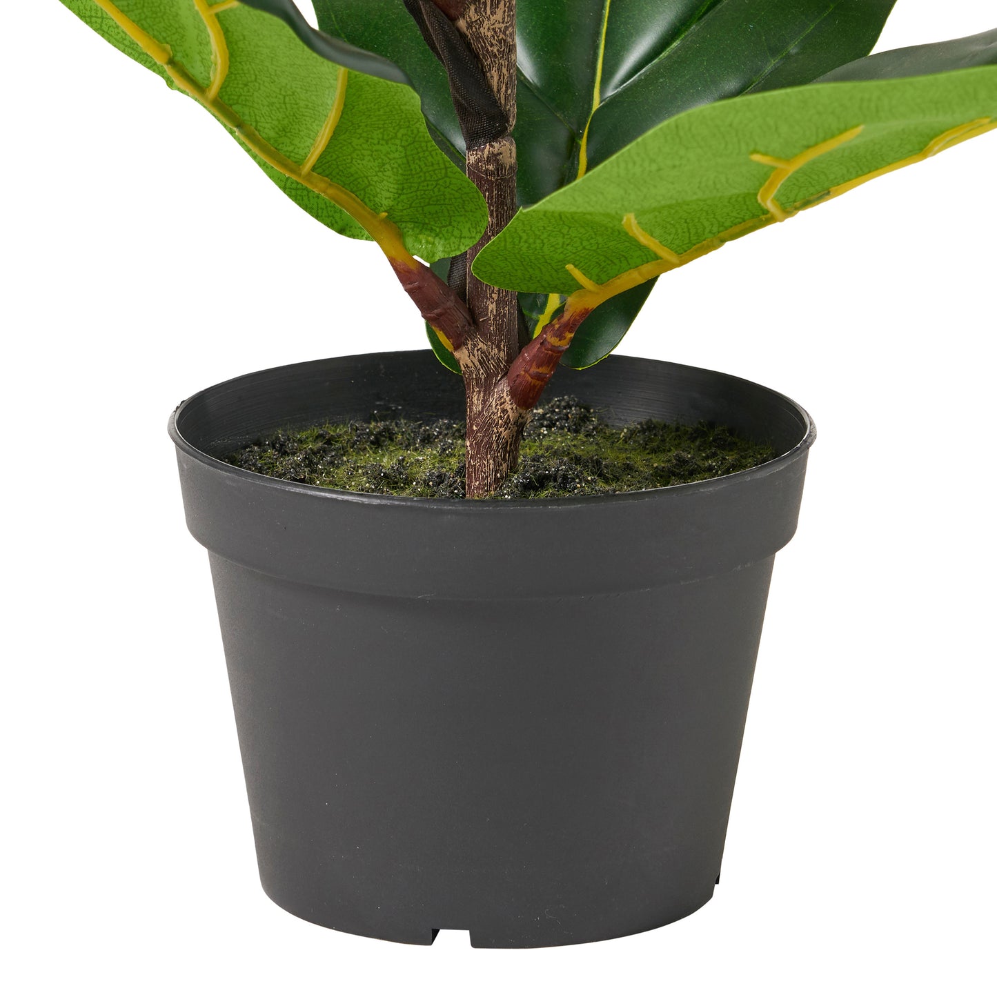 Lush Fiddle Leaf Fig Tree