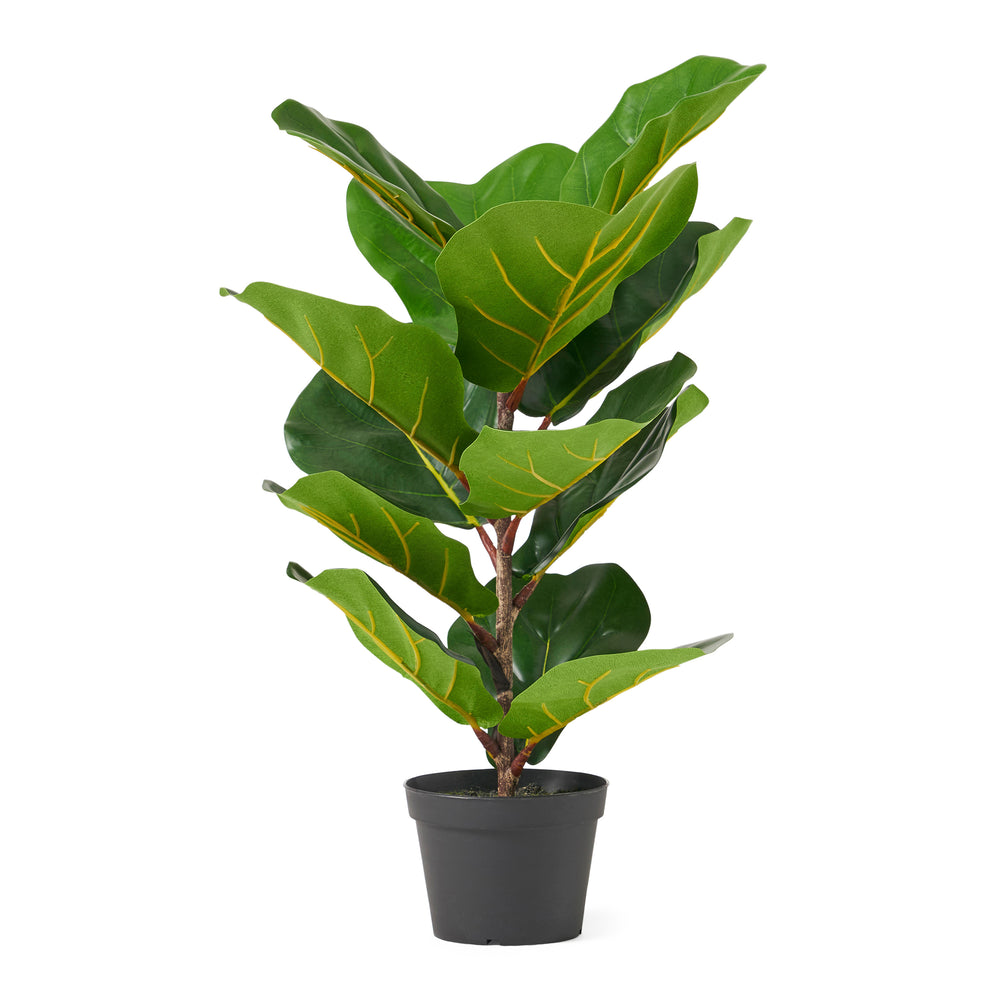 Lush Fiddle Leaf Fig Tree