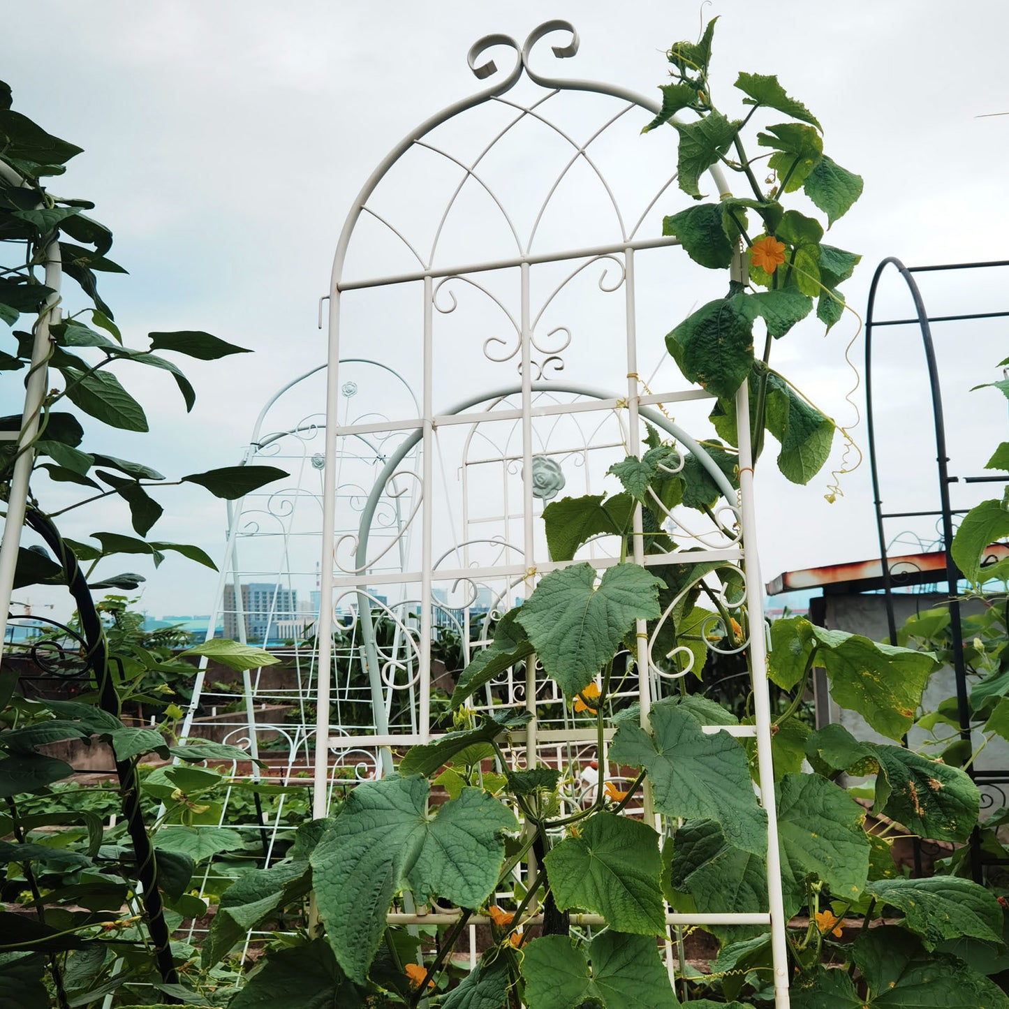 Garden Climber Trellis Set